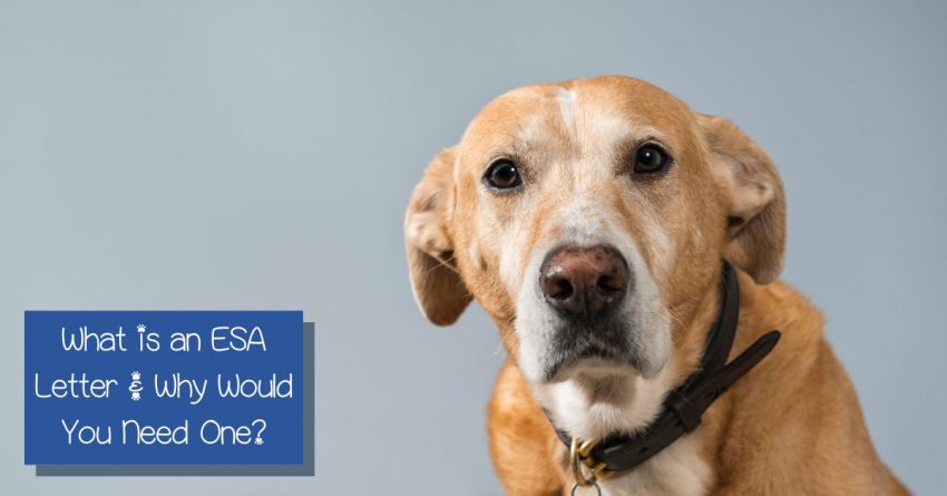 Dog looking at camera with text asking what are emotional support letters and why would you need one?