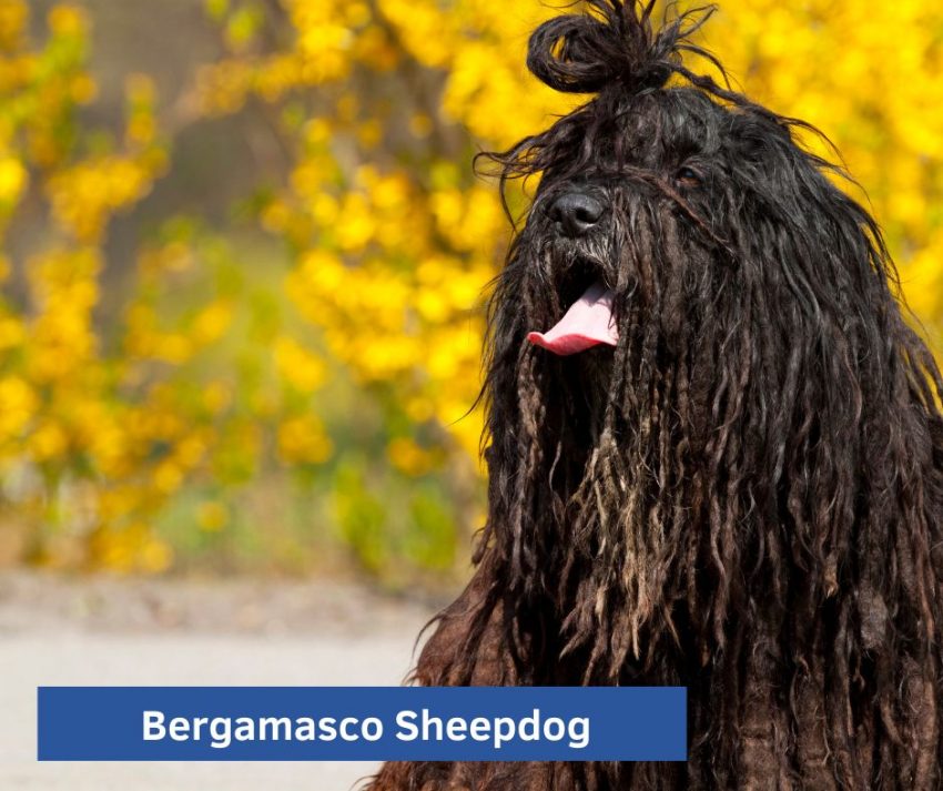 Bergamasco Sheepdog