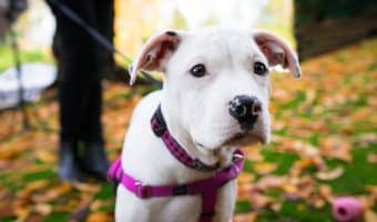 CBD-Oil-for-Dogs-with-Anxiety-1