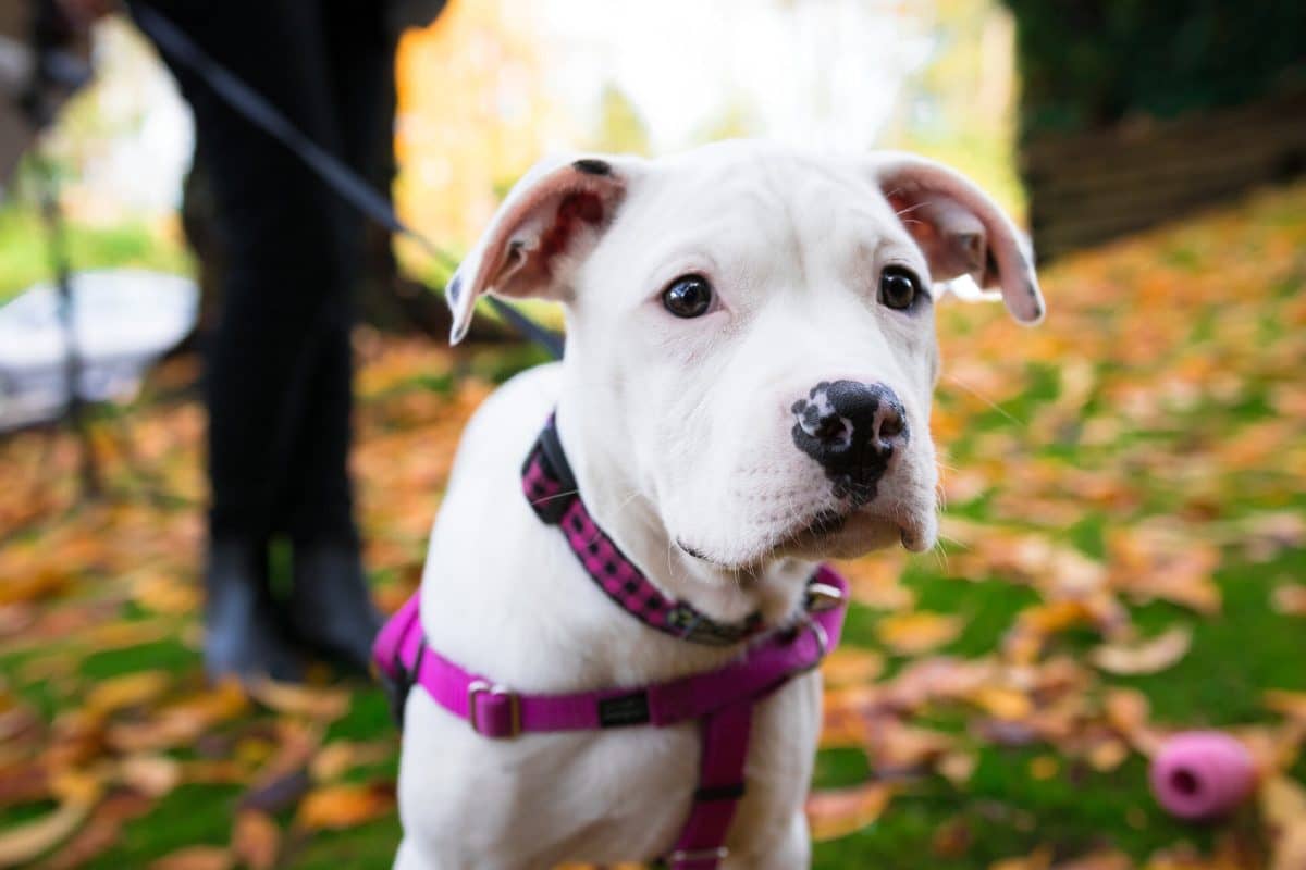 dog gets spooked at night CBD Oil for Dogs with Anxiety: Does it Work?
