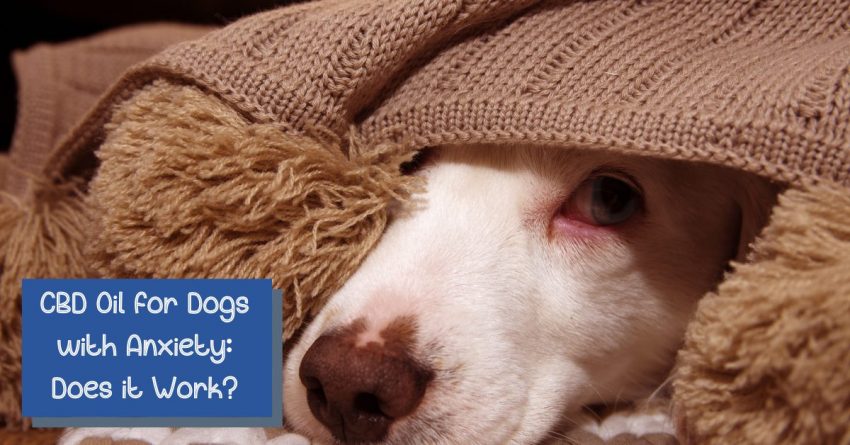 Dog hiding under blanket with text "CBD Oil for Dogs with Anxiety: Does it Work?"