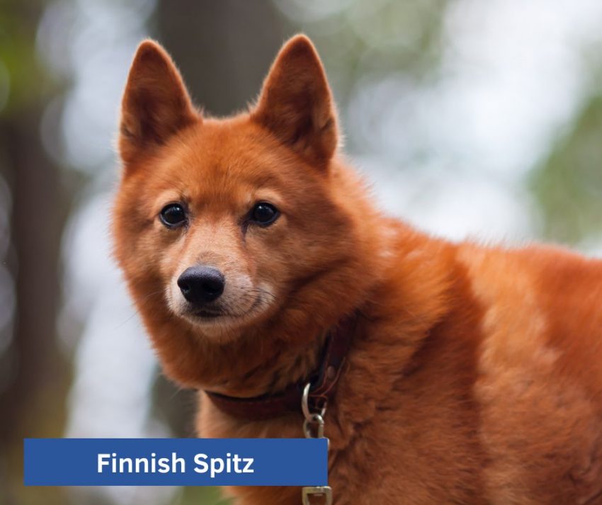 Finnish Spitz rare dog breed