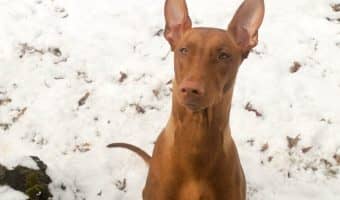 Freya the Pharaoh Hound, one of the rarest dog breeds