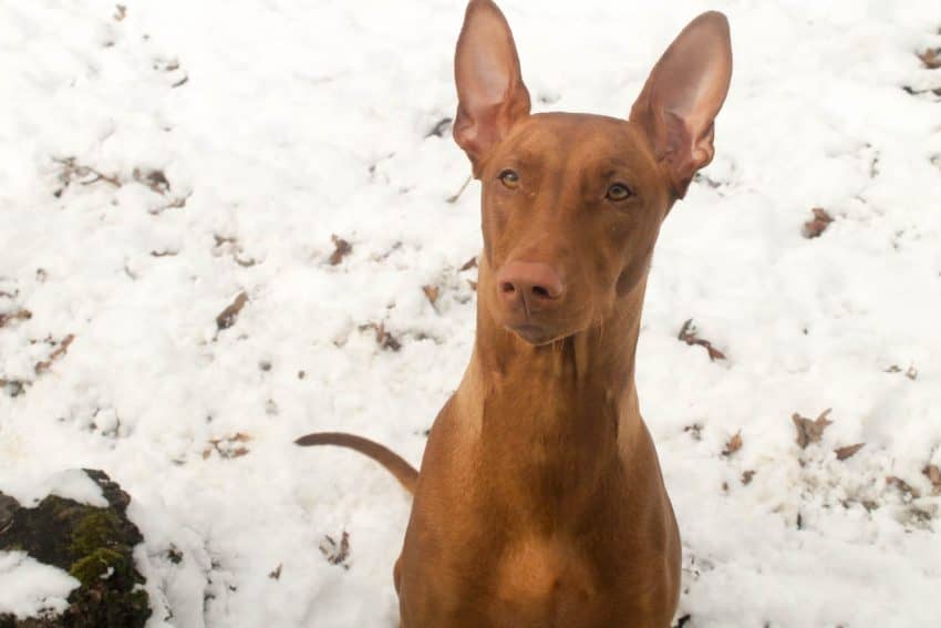 Freya the Pharaoh Hound