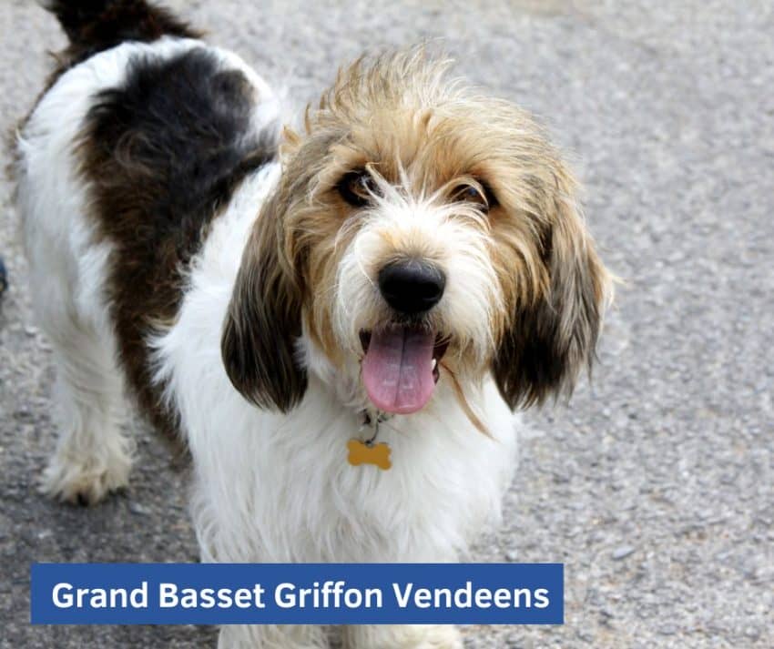 Grand Basset Griffon Vendeens
