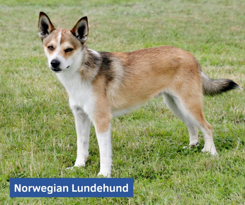 Norwegian-Lundehund, one of the small dogs breeds that don't bark much