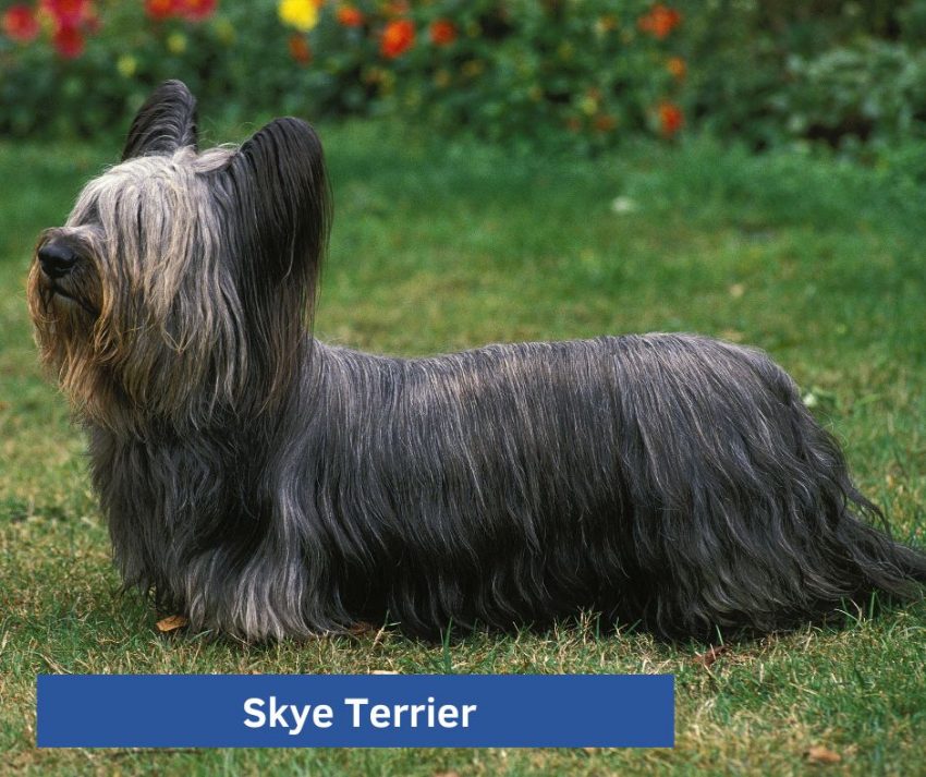 Skye Terrier dog breed
