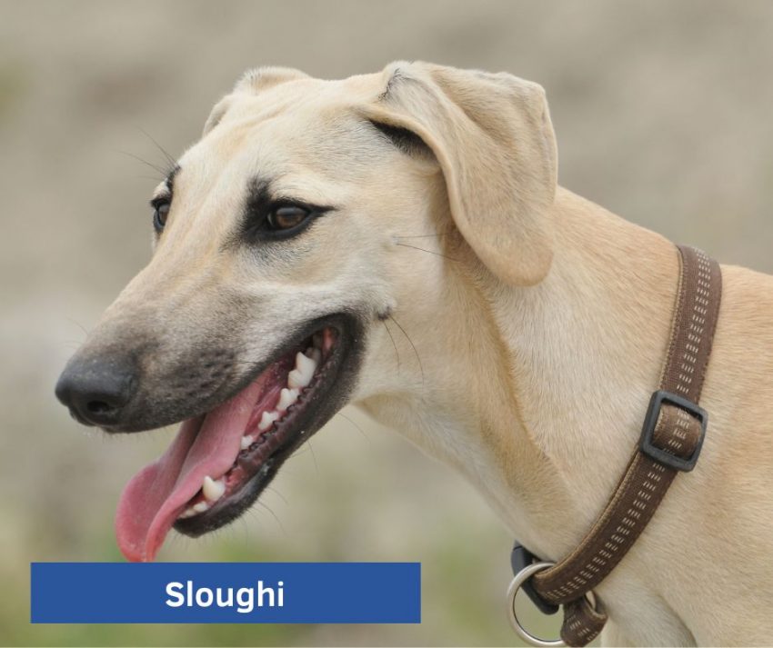 Sloughi dog, one of the rarest dog breeds recognized by the AKC