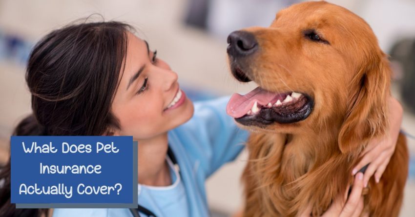 Vet examining a golden lab with text What Does Pet Insurance Cover?
