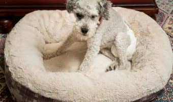 senior pup wearing one of the best dog diapers