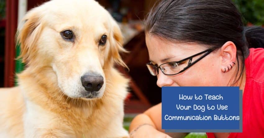 Golden learning to use dog buttons for communication
