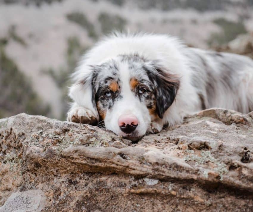 We've compiled 150 of the cutest Australian dog names, split between males and females! Check them out & find the perfect Aussie name for your new pup!