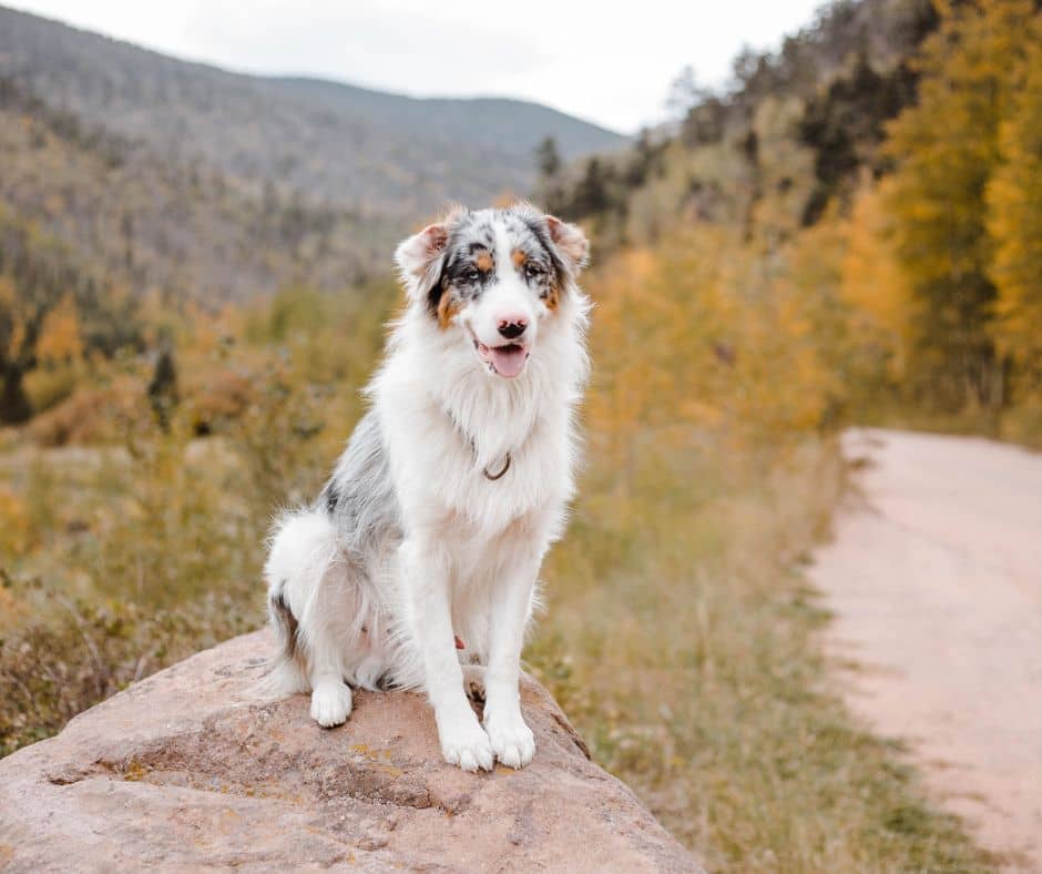 150-adorable-australian-dog-names-for-your-new-puppy