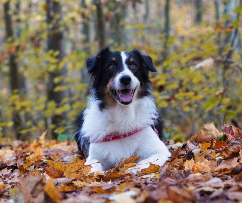 Handsome Border Collie in leaves with one of the best autumn dog names