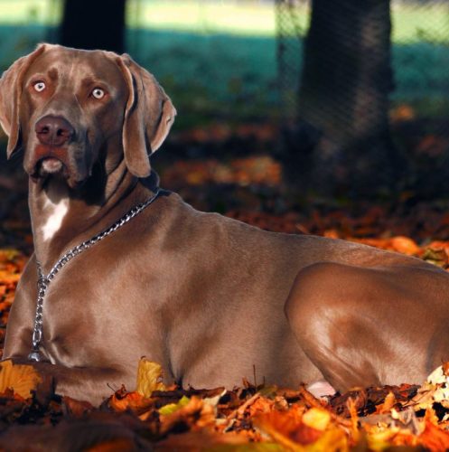 200+ Awesome Autumn Dog Names for Your Furry Fall Friend
