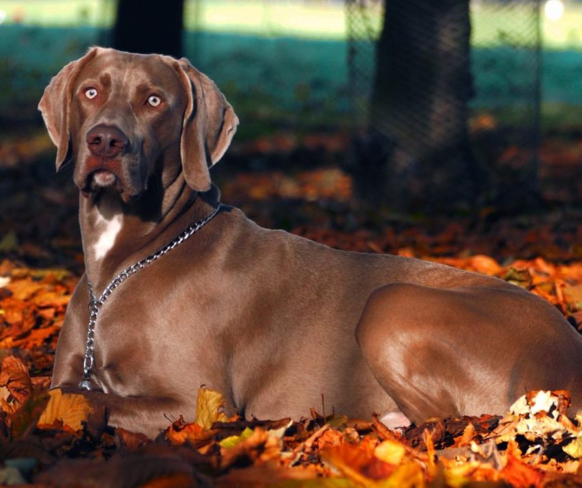 Beautiful pup in leaves with one of the best autumn dog names