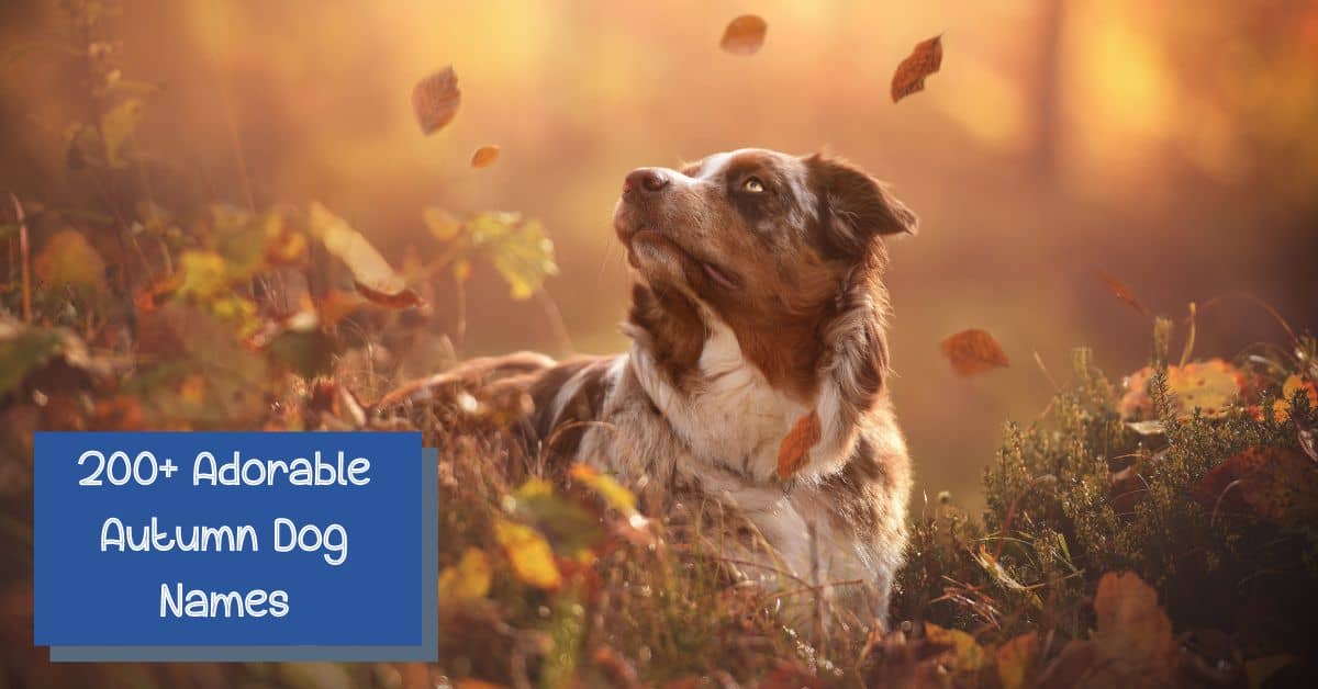 200+ Awesome Autumn Dog Names for Your Furry Fall Friend - DogVills 200+ Awesome Autumn Dog Names for Your Furry Fall Friend - DogVills