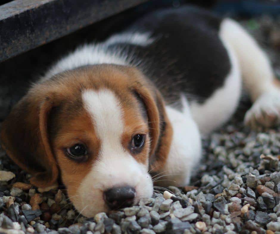 222 Beautiful Beagle Dog Names DogVills