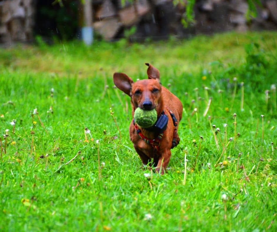 dog catching ball from one of the best automatic ball launchers