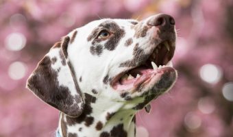 5 Best Dog Buttons for Communication