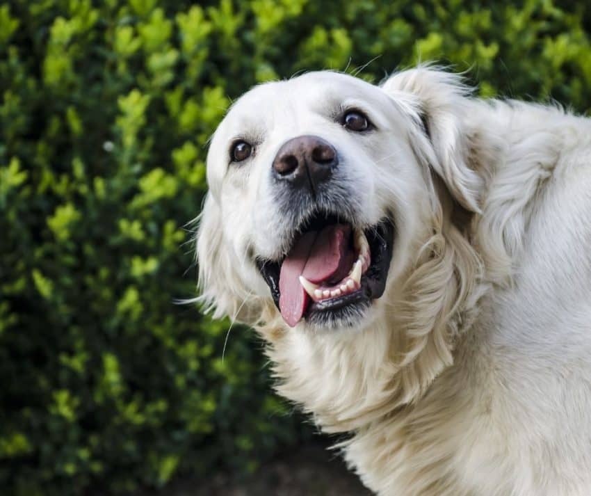 lab smiling because his owner used one of these best electric toothbrushes for dogs
