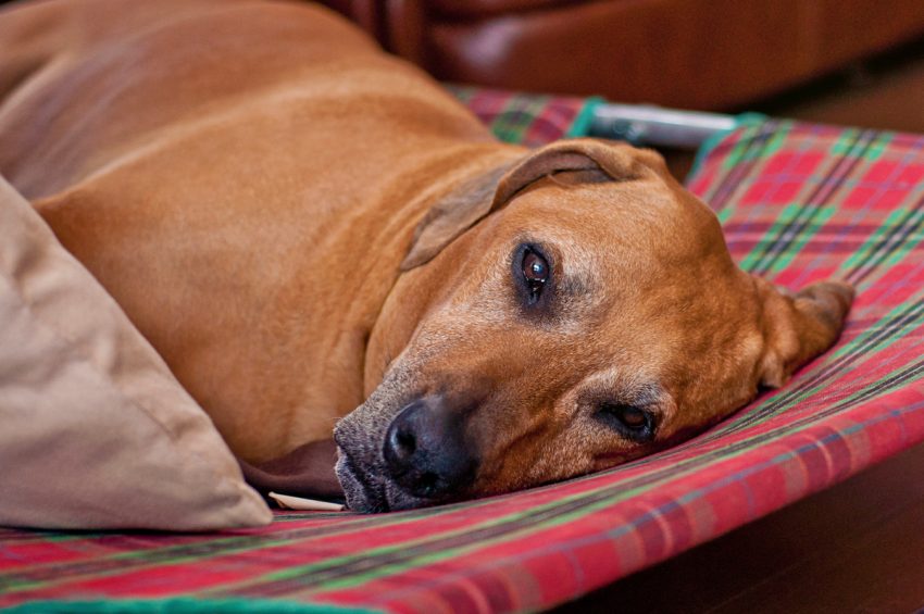 Redbone Coonhound dog relaxing on the sofa