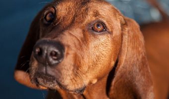 redbone coonhound dog breed