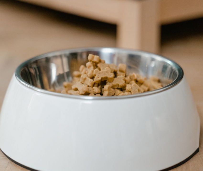 What to look for in the best dog food