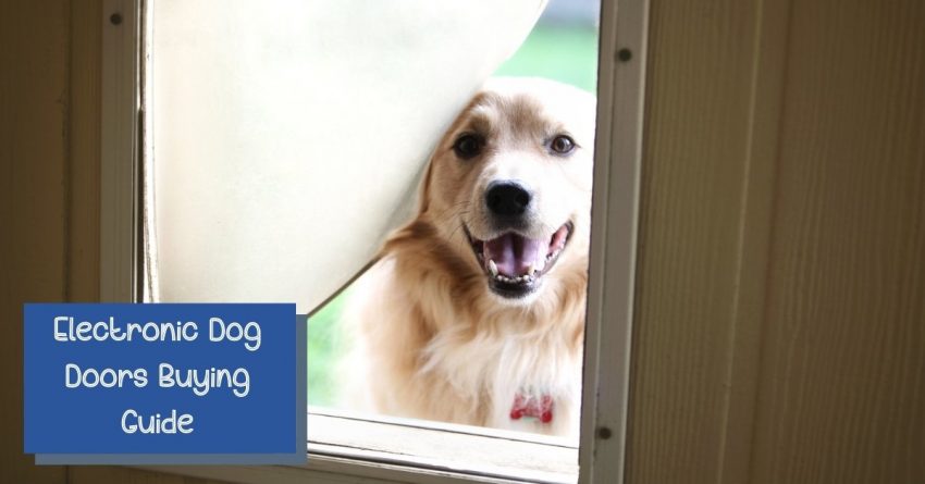 What to Consider When Buying Electronic Dog Doors