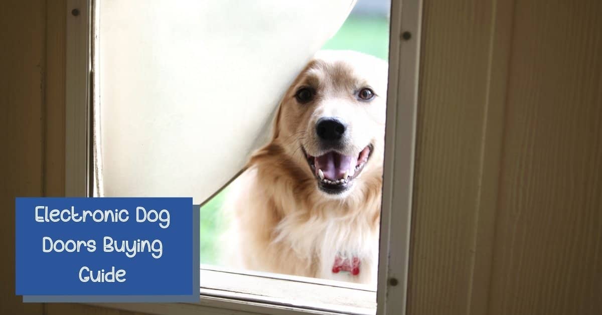 Top 3 Best Electronic Dog Doors (the ONLY Ones I'd Even