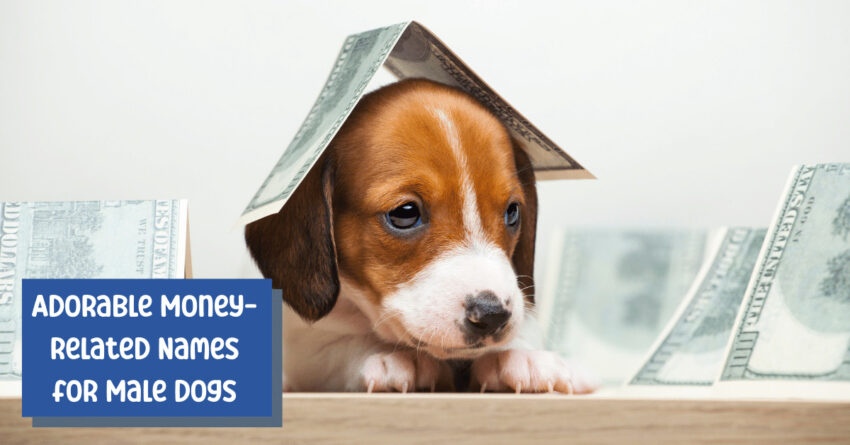 Cute beagle puppy covered in $100 bills and text referring to adorable money-related dog names for males