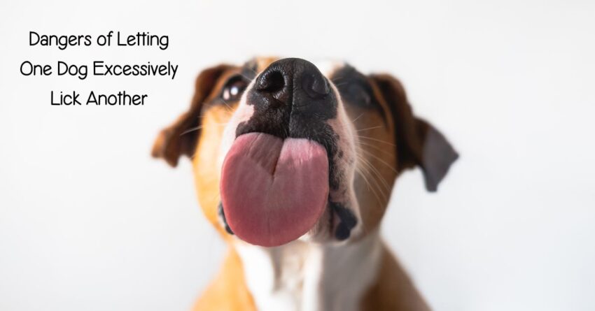 Problems Associated with Obsessive Licking