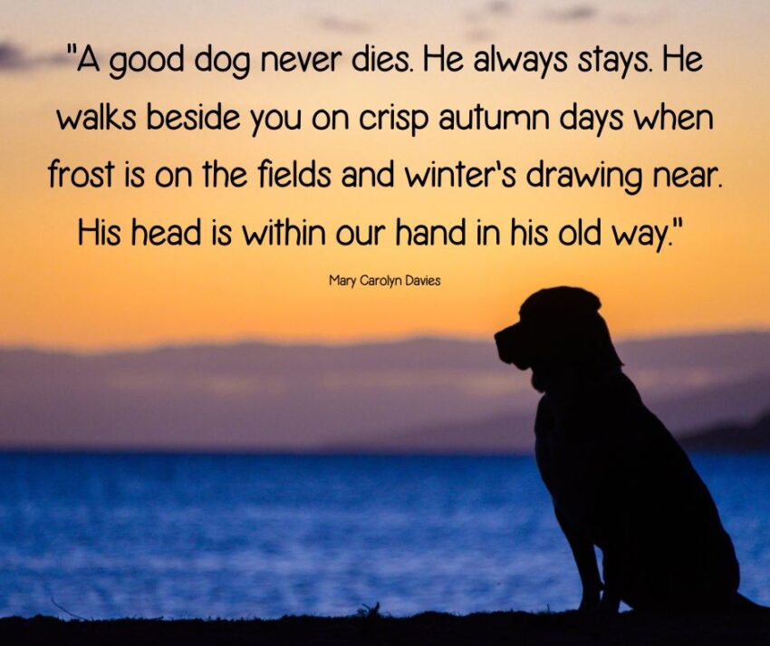 “A good dog never dies. He always stays. He walks besides you on crisp autumn days when frost is on the fields and winter's drawing near. His head is within our hand in his old way.” 