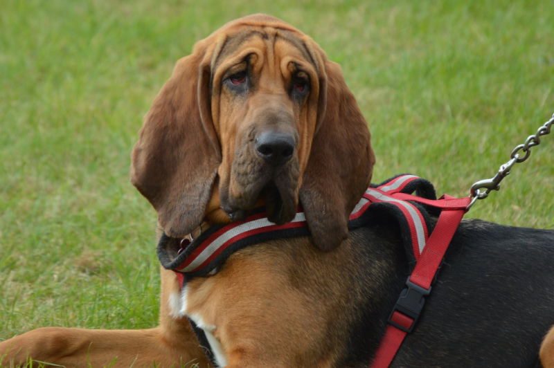 bloodhounds are one of the dog breeds that drool the most