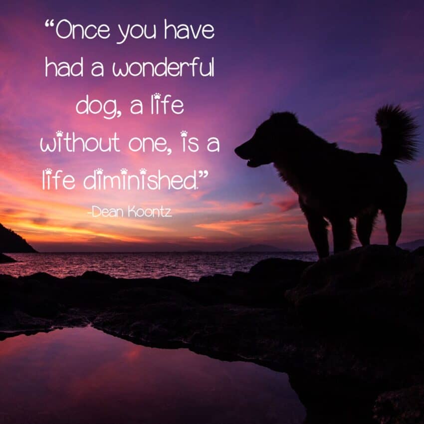 “Once you have had a wonderful dog, a life without one, is a life diminished.”