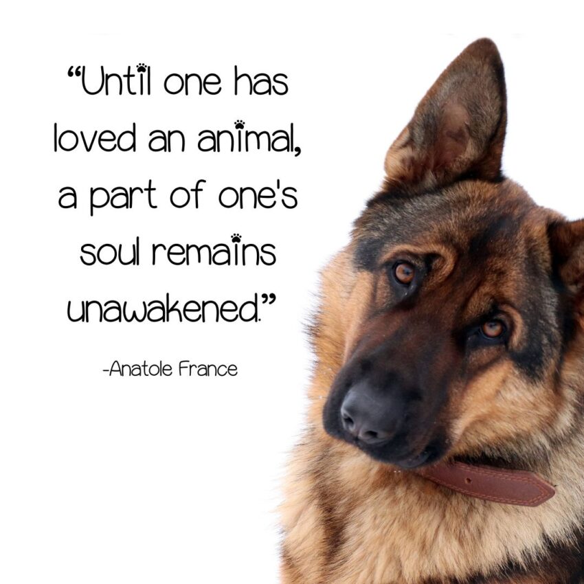 “Until one has loved an animal, a part of one's soul remains unawakened.”  - Dog Loss Quotes