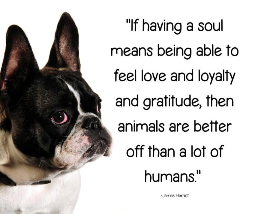 “If having a soul means being able to feel love and loyalty and gratitude, then animals are better off than a lot of humans.”