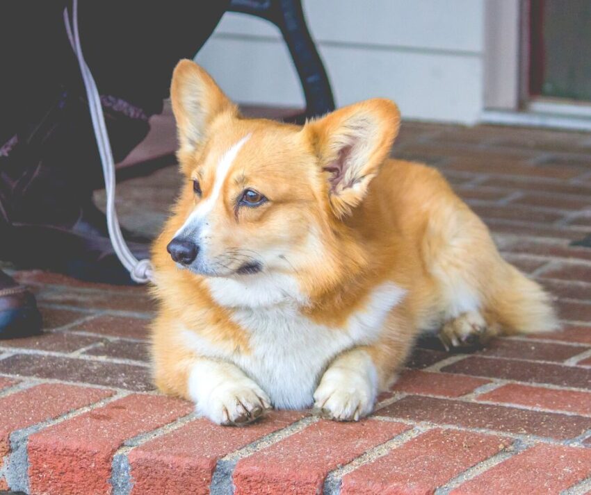 This cute Dorgi dog is a mix between a  Dachshund and a Corgi. 