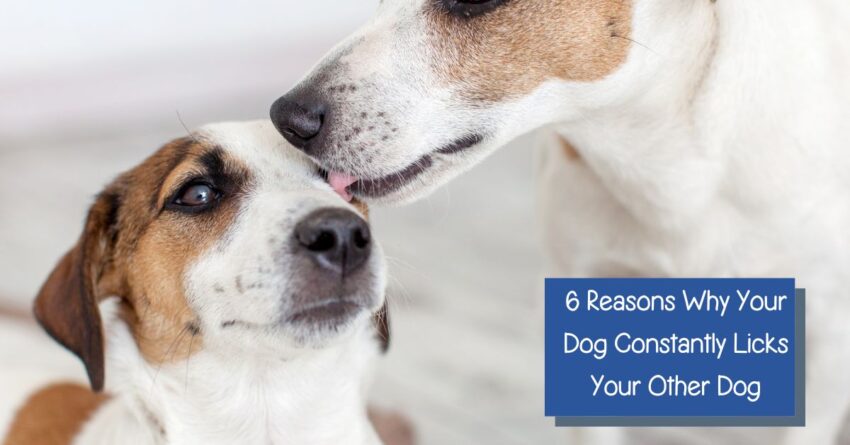 Reasons Why Your Dog Is Obsessively Licking Your Other Dog
