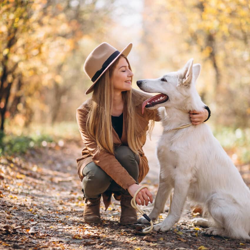CBD oil for dogs