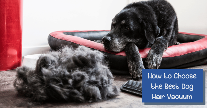 Factors to Consider When Buying Dog Hair Vacuums