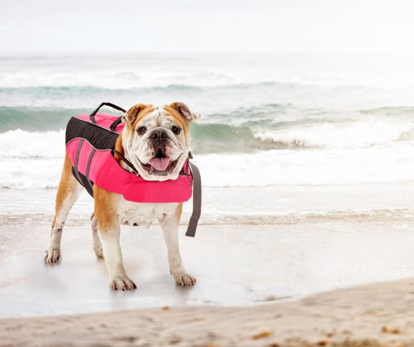 A handsome English bulldog wearing a lifejacket while standing on the beach with waves crashing in the background