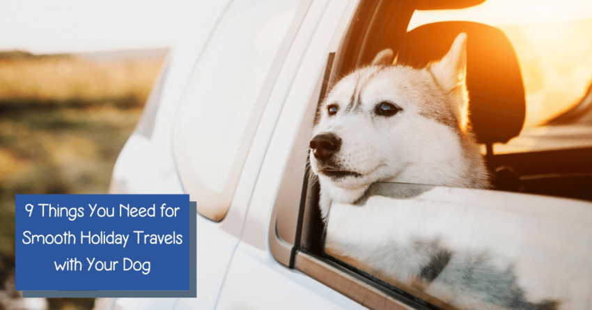 9 Things You Need for Holiday Travel With Your Dog