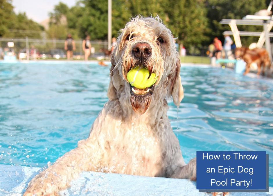 Make a splash with the ultimate guide to throwing an epic dog pool party! Dive into tips, tricks, and ideas for a paw-some summer celebration.