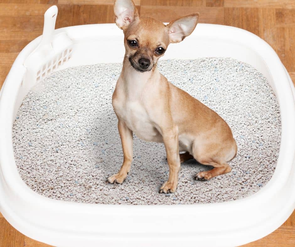 Your Ultimate Guide to Litter Box Training for Dogs