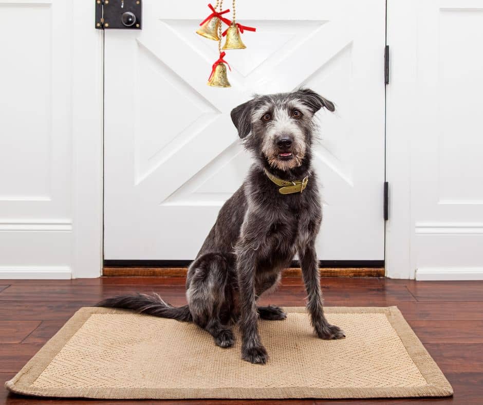 4 Steps to Training Your Pup to Use Dog Bells to Go Potty
