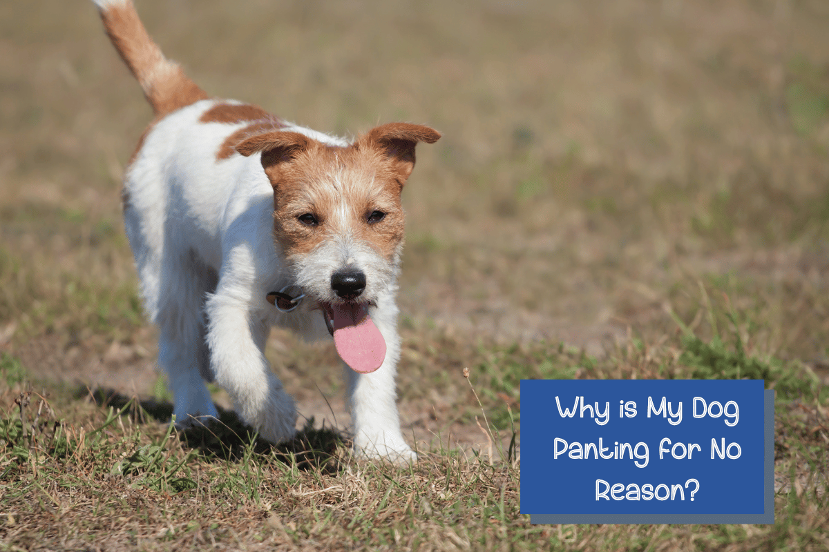 "Help! Why is my dog panting for no reason?" If you're wondering the same thing, keep reading for the most common reasons and which should worry you the most.