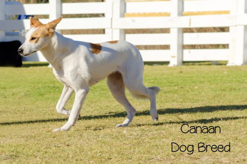 canaan dog breed