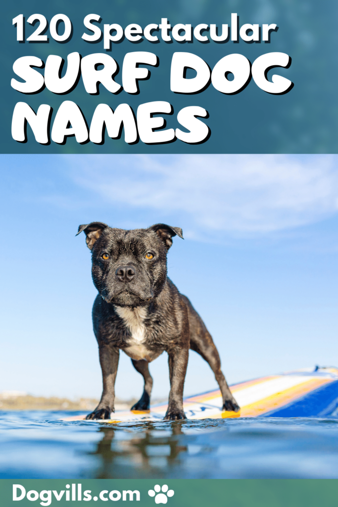 If you're on the search for the best surf dog names for your beach-loving pup, I've got you covered! Check out the top 120 ideas for male & female pups!