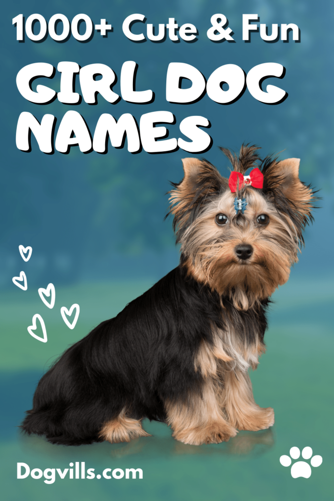 From sweet to sassy, from adorable to zany, here are 1,000 cute girl dog names for just about every puppy personality you can think of! Check them out!